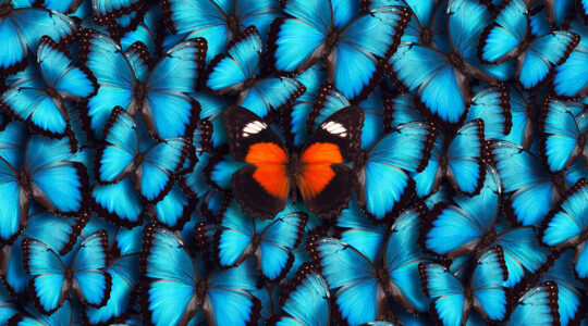 Models webinar butterfly 1024x569