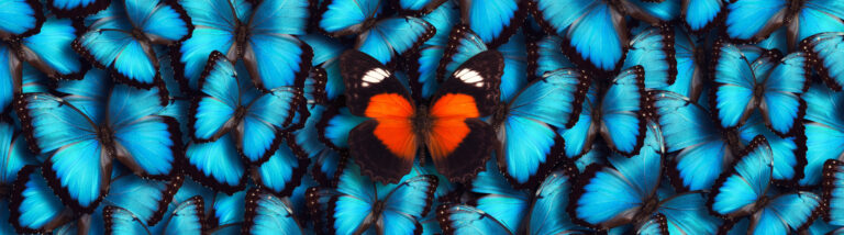 Models webinar butterfly 3600x1000